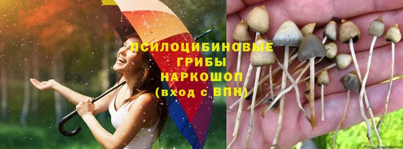 Галлюциногенные грибы Magic Shrooms  Бологое 